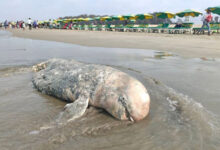 কক্সবাজার সৈকতে মৃত ডলফিন