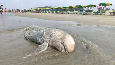 কক্সবাজার সৈকতে মৃত ডলফিন